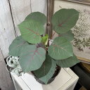 観葉植物 フィカス ペティオラリス 5号(おまかせ1鉢)*品種ラベル無し インテリア 室内 オシャレ カワイイ 可愛い 室内