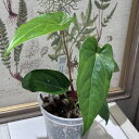 希少! 観葉植物 アンスリウム Anthurium Magnificum×Nigrolaminimum 3.5号 インテリア 室内 オシャレ カワイイ 可愛い 室内