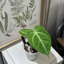 観葉植物 アンスリウム マグニフィカム Anthurium Magnificum 3.5号 インテリア 室内 オシャレ カワイイ 可愛い 室内