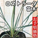 庭木　ユッカ ロストラータ 苗木 5号ポット　造園 庭造り 花壇 鉢植え カッコいい 育てやすい 初心者 寒さに強い 青年の木