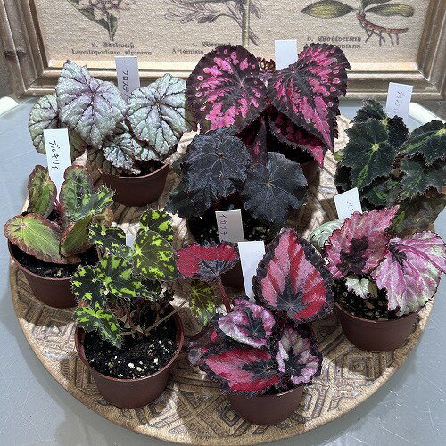 観葉植物　種類選べる ベゴニア 2号 バージョンII　インテリア 室内 オシャレ カワイイ 可愛い 室内のサムネイル