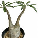 塊根植物 コーデックス パキポディウム ロスラツム グラキリス 4号丸鉢(黒)個体C(現品) インテリア 室内園芸 かっこいい ビザールプランツ