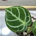 観葉植物 アンスリウム ドラヤキ 3.5号 インテリア 室内 オシャレ カワイイ 可愛い 室内