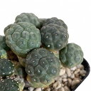多肉植物 サボテン プナ(ブナ) ポンニアエ 2.5号(個体おまかせ1鉢) インテリアグリーン 室内園芸 オシャレ カワイイ 可愛い