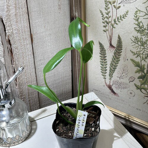 楽天市場】バール(観葉植物|花・観葉植物):花・ガーデン 楽天市場】バール(観葉植物|花・観葉植物):花・ガーデン