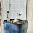 多肉植物 ケープバルブ オーニソガルム トルツオスム 2.5号(個体おまかせ1鉢) インテリアグリーン 室内園芸 オシャレ カワイイ 可愛い