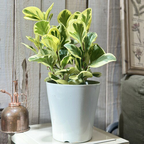 楽天市場】斑入り 葉(観葉植物|花・観葉植物):花・ガーデン 楽天市場】斑入り 葉(観葉植物|花・観葉植物):花・ガーデン