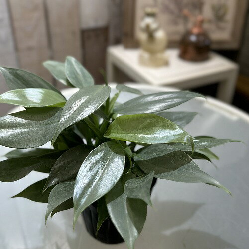 楽天市場】シルバー(カラーシルバー)(観葉植物|花・観葉植物 楽天市場】シルバー(カラーシルバー)(観葉植物|花・観葉植物