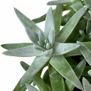 【セール特価】多肉植物 ダドレア グリーニー 多頭タイプ 3号 個体A 希少 レア 希少種 珍しい 乾燥に強い マニア
