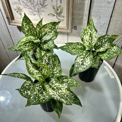 楽天市場】アグラオネマ(サイズ(植木鉢)~ 3号)(花・観葉 楽天市場】アグラオネマ(サイズ(植木鉢)~ 3号)(花・観葉