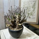 観葉植物 ティレコドン(チコレドン) レティキュラツス 未発根 4号(現品) インテリアグリーン 室内園芸 おしゃれ 可愛い かわいい