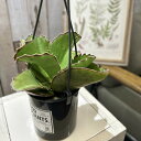【お買い得】カランコエ シンセパラ 4号吊り鉢(底穴無し)(個体おまかせ1鉢) インテリアグリーン 室内園芸 おしゃれ 可愛い かわいい