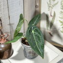 【訳あり】【葉傷みあり】観葉植物 アンスリウム(アンスリューム) フォルゲッティー 3.5号透明硬質ポット(個体おまかせ1鉢) インテリアグリーン 室内園芸 お...