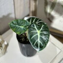観葉植物 アロカシア ハートバルーン(ベイビー) 3号ロングポット(個体おまかせ1鉢) インテリアグリーン 室内園芸 おしゃれ 希少種 レア 珍しい
