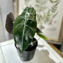観葉植物 アロカシア スーヒルマニアナ 3号ポット(個体おまかせ1鉢) インテリアグリーン 室内園芸 おしゃれ 可愛い かわいい