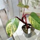 観葉植物 フィロデンドロン ストロベリーシェイク 3.5号ポット(現品) インテリアグリーン 室内園芸 おしゃれ 可愛い かわいい
