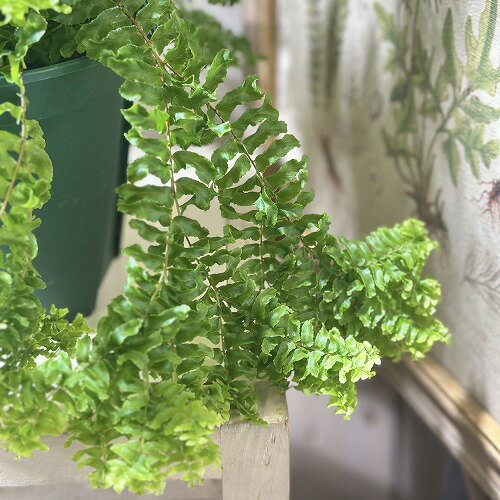 楽天市場】ネフロレピス(観葉植物|花・観葉植物):花 楽天市場】ネフロレピス(観葉植物|花・観葉植物):花