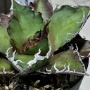 多肉植物 アガベ チタノータ シーザー 3号硬質ロング鉢(黒)(個体おまかせ1鉢) インテリアグリーン 室内園芸 おしゃれ 可愛い かわいい