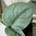 観葉植物 スキンダプサス サバ州 3号ポット(現品) インテリアグリーン 室内園芸 おしゃれ 可愛い かわいい