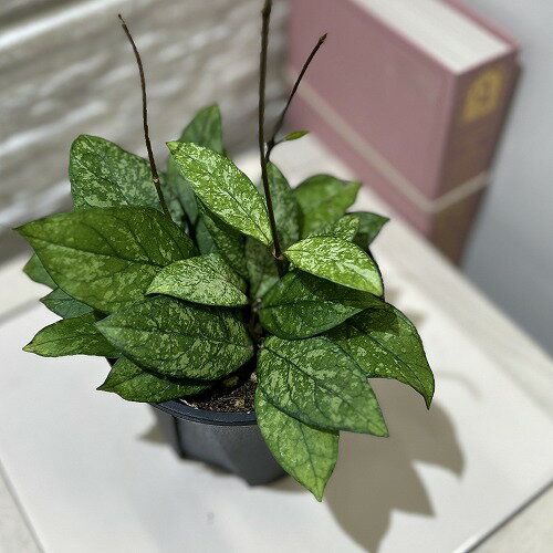楽天市場】ホヤ(観葉植物|花・観葉植物):花・ガーデン・DIY 楽天市場】ホヤ(観葉植物|花・観葉植物):花・ガーデン・DIY