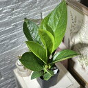 観葉植物 アンスリウム ジェンマニー 3.5号(個体おまかせ1鉢) インテリアグリーン 室内園芸 おしゃれ 可愛い かわいい