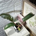 観葉植物 フィロデンドロン サヤカ 3.5号(個体おまかせ1鉢) インテリアグリーン 室内園芸 おしゃれ 可愛い かわいい