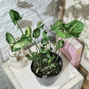 観葉植物 シンゴニウム ゴジラ(縮れ葉) 4号ポット(個体おまかせ1鉢) インテリアグリーン 室内園芸 おしゃれ 可愛い かわいい
