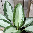 観葉植物 アグラオネマ オオサカブラック 6号(個体おまかせ1鉢) インテリアグリーン 室内園芸 おしゃれ 可愛い かわいい