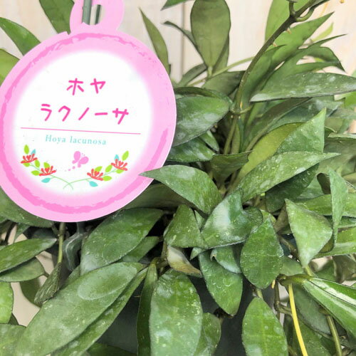 観葉植物 吊り下げ　ホヤ(サクララン) ラクノーサ 5号底面給水吊り鉢　インテリア ハンギング レア 珍しい 育てやすい 良い香り