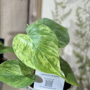 観葉植物 フィロデンドロン ヘデラカム バリエガータ 3.5号透明ポット(個体おまかせ1鉢) インテリアグリーン 室内園芸 おしゃれ 可愛い かわいい