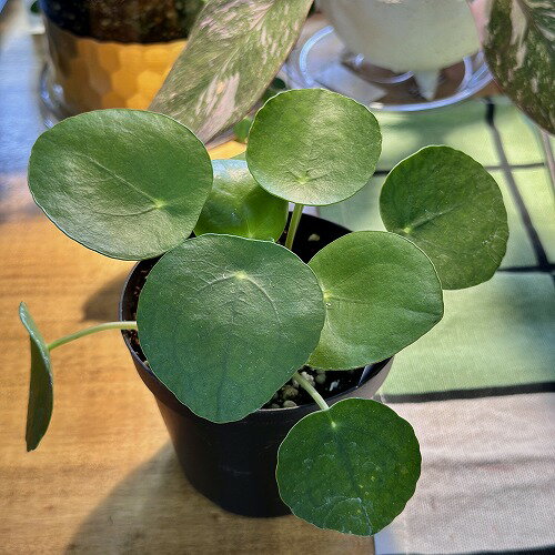 楽天市場】ピレアペペロミオイデス(観葉植物|花・観葉植物 楽天市場】ピレアペペロミオイデス(観葉植物|花・観葉植物