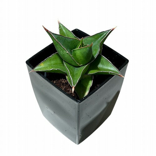 多肉植物サンセベリアSansevi...