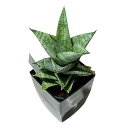 多肉植物 サンセベリア(サンスベリア) Sansevieria Piano 3号角鉢カバー付(おまかせ1鉢) インテリアグリーン 室内園芸 おしゃれ 可愛い かわいい