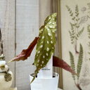 【間伸び気味】観葉植物 ベゴニア マクラータ 3号セラアート鉢(個体おまかせ1鉢) インテリアグリーン 室内園芸 おしゃれ 可愛い かわいい