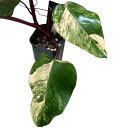 観葉植物 フィロデンドロン ストローベリシェイク 3.5号角鉢黒ロングポット(個体おまかせ1鉢) インテリアグリーン 室内園芸 おしゃれ 可愛い かわいい