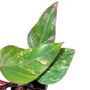 観葉植物 フィロデンドロン ストロベリーシェイク 4号ポット(個体おまかせ1鉢) インテリアグリーン 室内園芸 おしゃれ 可愛い かわいい