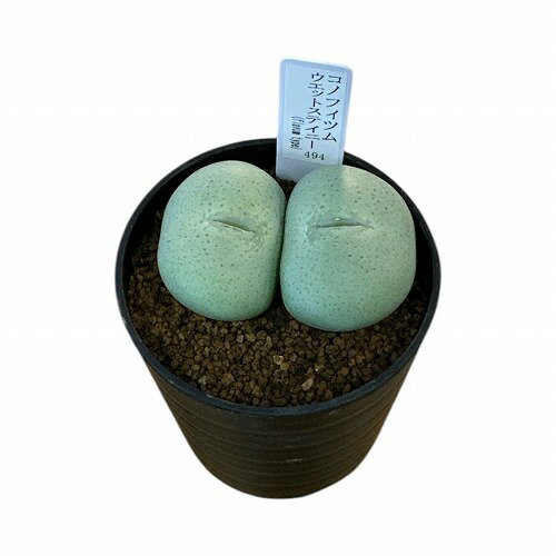 isla del pescado - Conophytum bilobum -コノフィツム・ビロブム