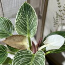 観葉植物 訳あり特価 フィロデンドロン バーキン 3号硬質ポット(個体おまかせ1鉢) インテリア 室内園芸 おしゃれ 可愛い かわいい