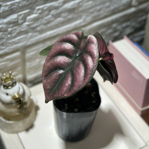 観葉植物　アロカシア クプレア ブラック 3号ロングポット(個体おまかせ1鉢)　インテリアグリーン 室内園芸 おしゃれ 可愛い かわいいのサムネイル