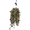 観葉植物 キアノティス ベッドメリ 5号吊り鉢(個体おまかせ1鉢)※多少の葉枯れあり インテリアグリーン 室内園芸 おしゃれ 可愛い かわいい