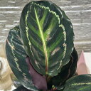 観葉植物 カラテア ロゼオピクター 4号白丸鉢(個体おまかせ1鉢) インテリアグリーン 室内園芸 おしゃれ 可愛い かわいい