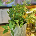 観葉植物 ペペロミア ラグラス 3号苗ビニールポット(個体おまかせ1鉢) インテリアグリーン 室内園芸 おしゃれ 可愛い かわいい