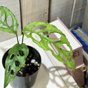 観葉植物 モンステラ オブリクア エクスピラータ 3号硬質ポット(個体おまかせ1鉢) インテリアグリーン 室内園芸 おしゃれ 可愛い かわいい オブリケア