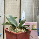 観葉植物 プラティセリウム ウィリンキー ジェイドガール スポア 3号カラフル鉢(個体おまかせ1鉢) インテリアグリーン 室内園芸 おしゃれ 可愛い かわいい