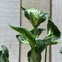 観葉植物 シンゴニウム シュリンクハート 3号ポット(個体おまかせ1鉢) インテリアグリーン 室内園芸 おしゃれ 可愛い かわいい