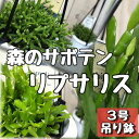 リプサリス 3号吊り【多肉植物】【インテリア】【耐陰性】【育てやすい】【オシャレ】