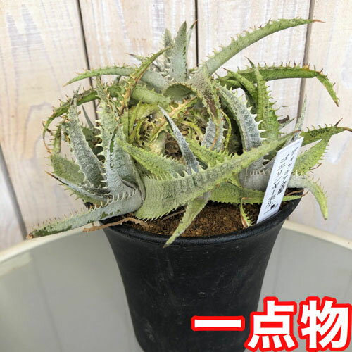 ディッキア　ゴエリンギー　実生　4号【観葉植物】【エアプランツ】【ブロメリア】【育てやすい】【乾燥に強い】