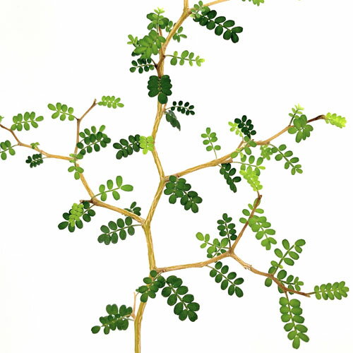 ソフォラ リトルベイビー 5号【sophora prostrata】【カワイイ】【オシャレ】【インテリアグリーン】【小さな木】