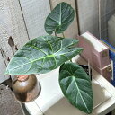 観葉植物 アロカシア スカルプラム sp. 3号(個体おまかせ1鉢) インテリアグリーン 室内園芸 おしゃれ 可愛い かわいい