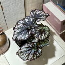 観葉植物 レックスベゴニア クンビア 3.5号鉢(個体おまかせ1鉢) インテリアグリーン 室内園芸 おしゃれ 可愛い かわいい